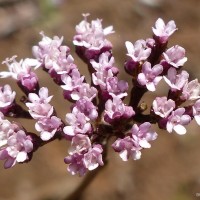 Valeriana moonii Arn. ex C.B.Clarke